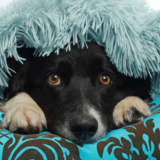 Dog Scared Of Fireworks