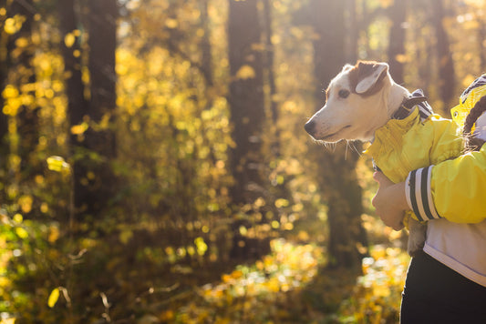 Top Picks: Best Joint Supplements for Dogs UK Reviewed