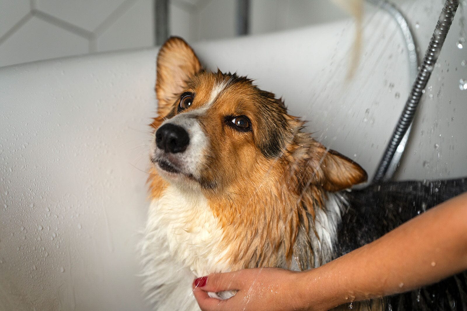 Dog grooming and flea bath new arrivals