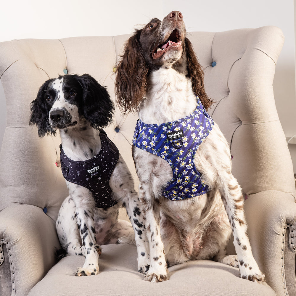 Two springer spaniels on an armchair wearing Poochiful Twilight and Daisy Delight adjustable harnesses