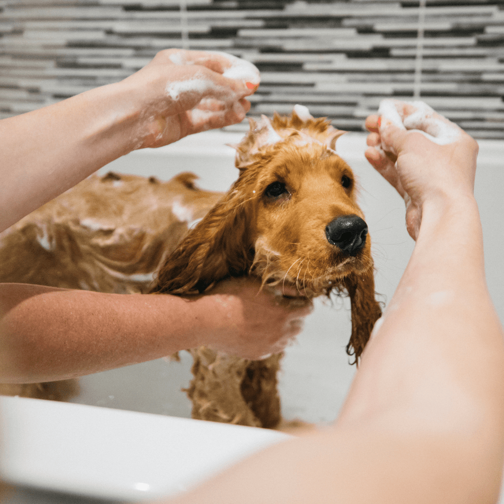 Cute Cocker Spaniel Puppy Having his first puppy bath
