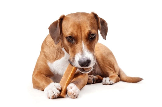 The Remarkable Dental Benefits of Yak Chews for Dogs