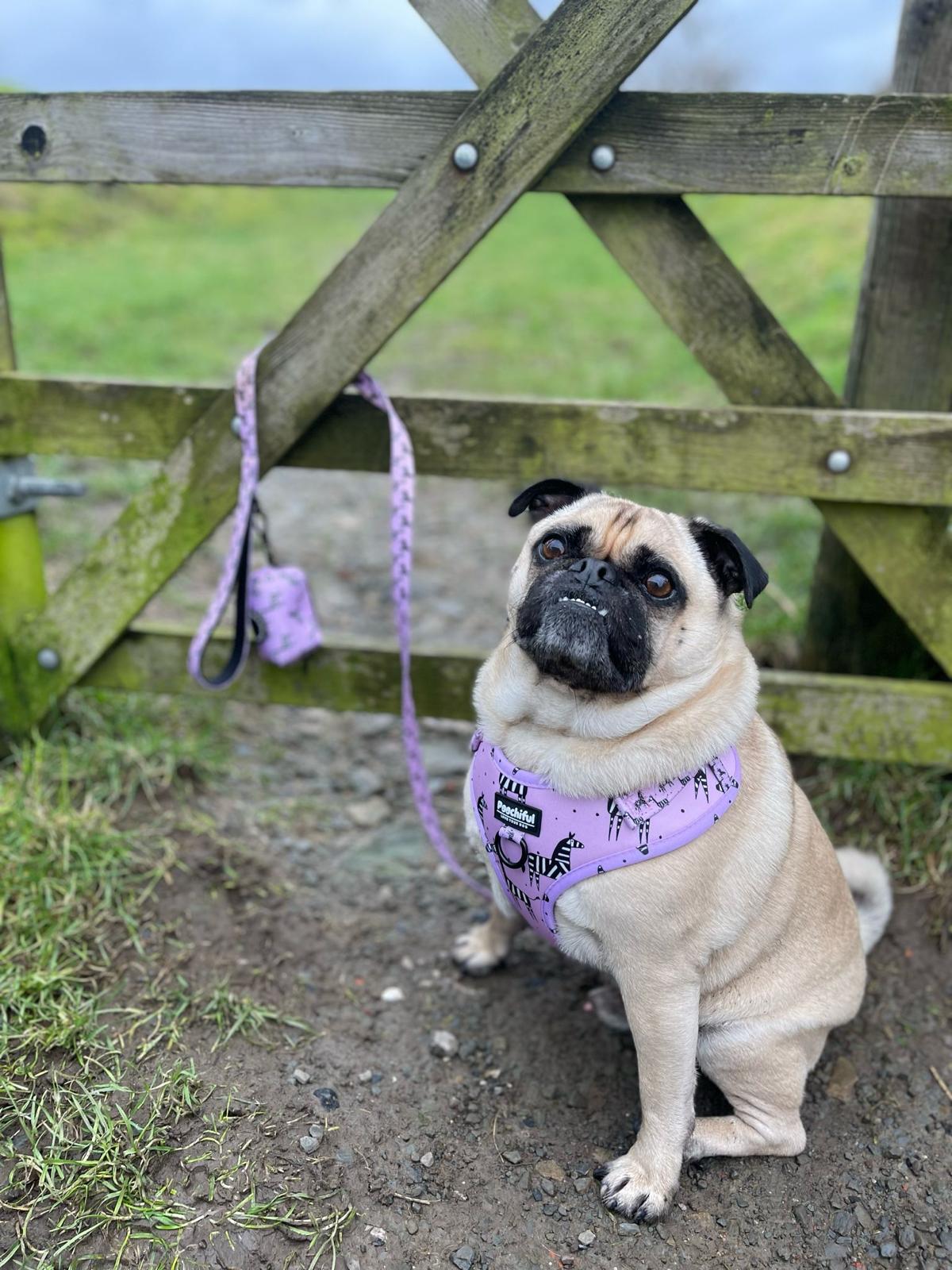 Dog Lead - Zee Zee Zebra Lilac Edition