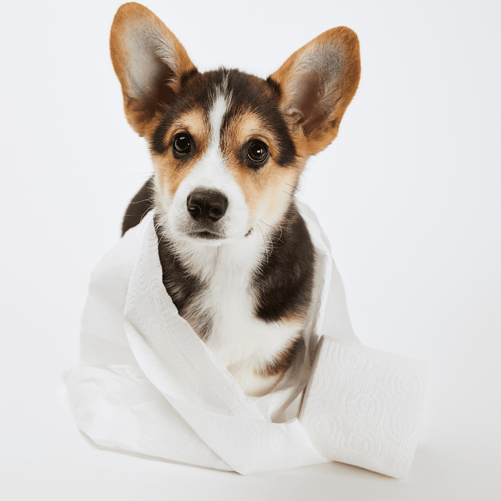 Cute Corgi Puppy About To Be Taught How To Toilet Train