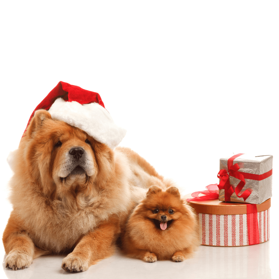 Christmas Hazards Can Apply To Older Dogs And Puppies