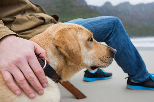 Does Salmon Oil Help Dogs Joints? A Deep Dive