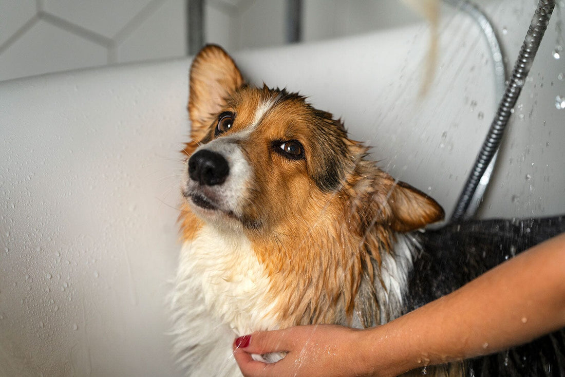 How to Properly Give a Flea Bath to Your Dog