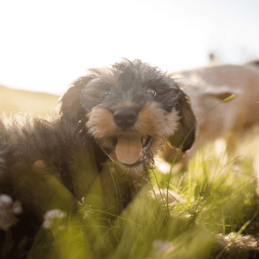 A Happy Puppy At The Best Puppy Daycare