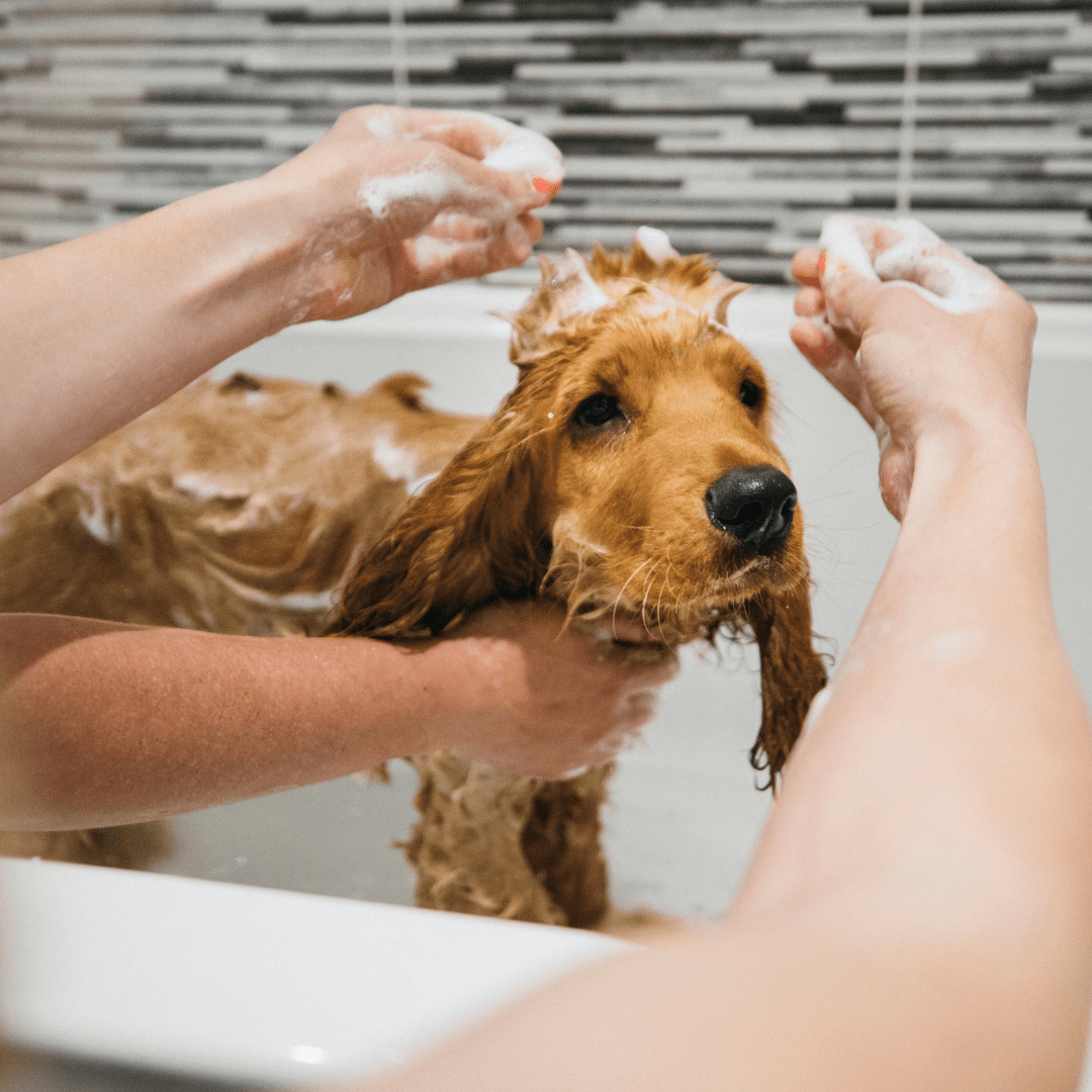 Cute Cocker Spaniel Puppy Having his first puppy bath
