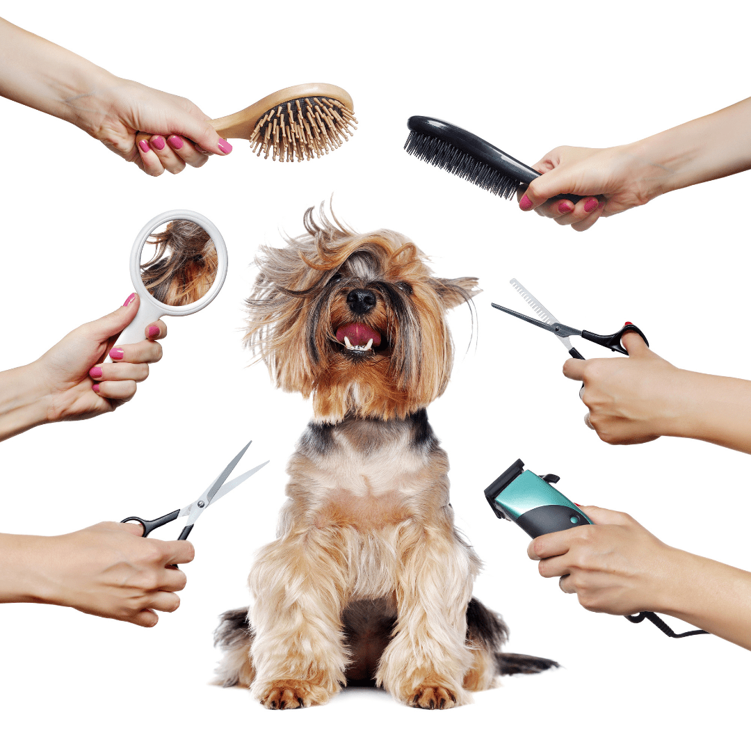 A Small Dog Enjoying Pampering With Some Basic Dog Grooming Tools