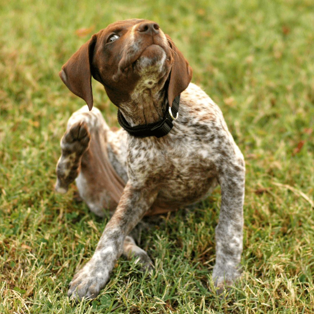 Adorable Young Dog Itching With Itchy, Sensitive Skin