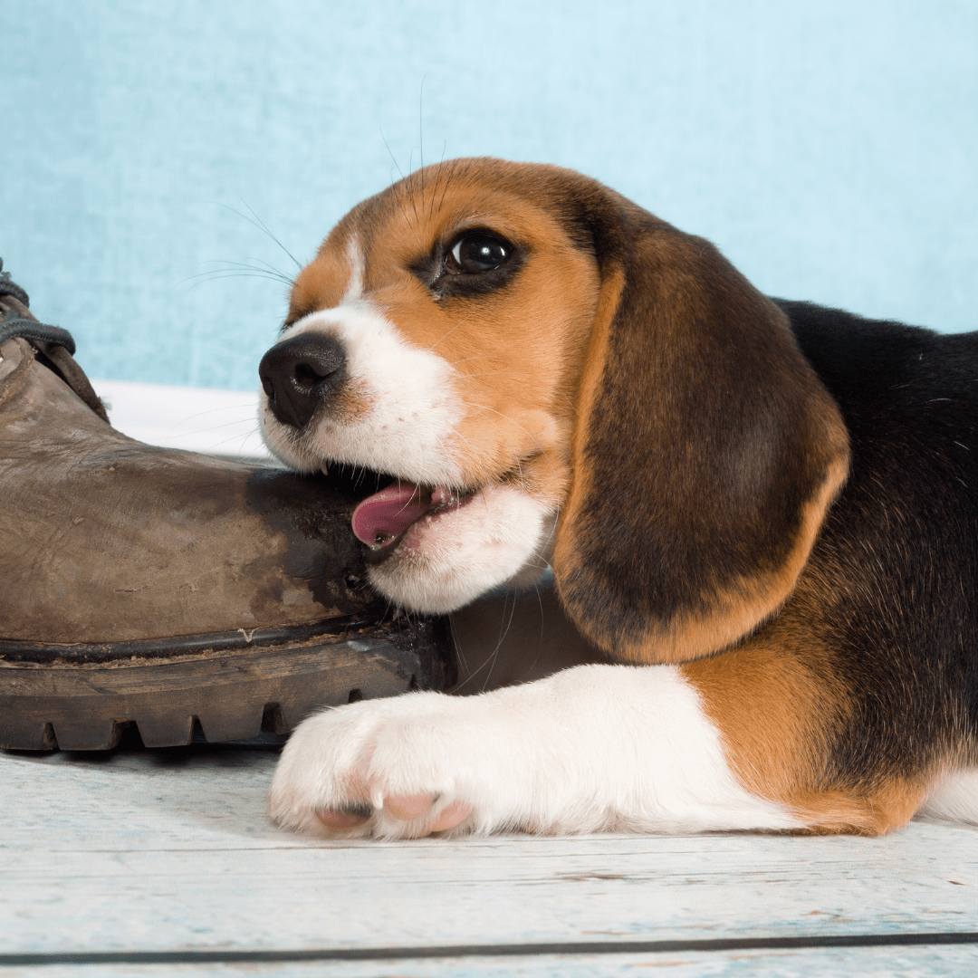 puppy chewing a shoe which should have been kept in a wardrobe to puppy proof your home
