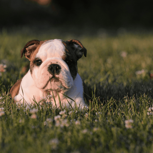 Adorable English Bulldog Puppy Enjoying The Puppy Proof Garden