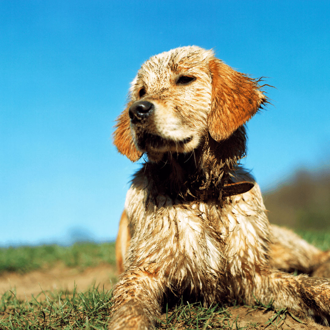 Cute dog which has rolled in fox poo