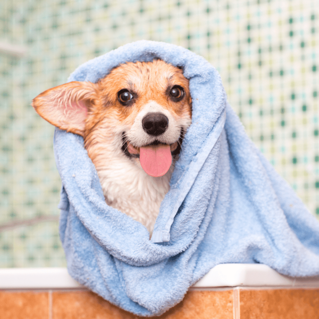 Corgi happy after being bathed in the best dog shampoo