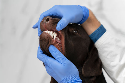 5 Things To Do to Keep Your Dog's Teeth Clean