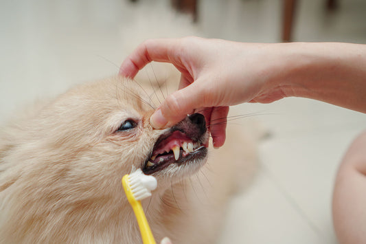 How to Remove Plaque From Your Dog's Teeth