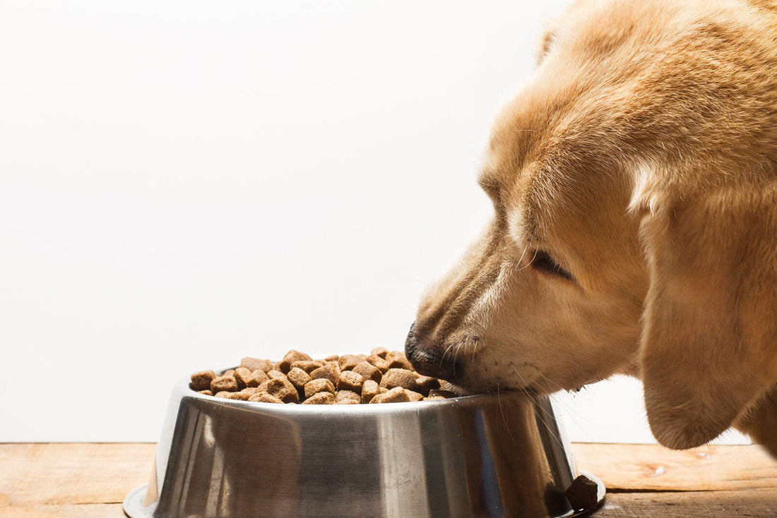 Salmon Oil for Dogs: How To Use & Dosage Instructions