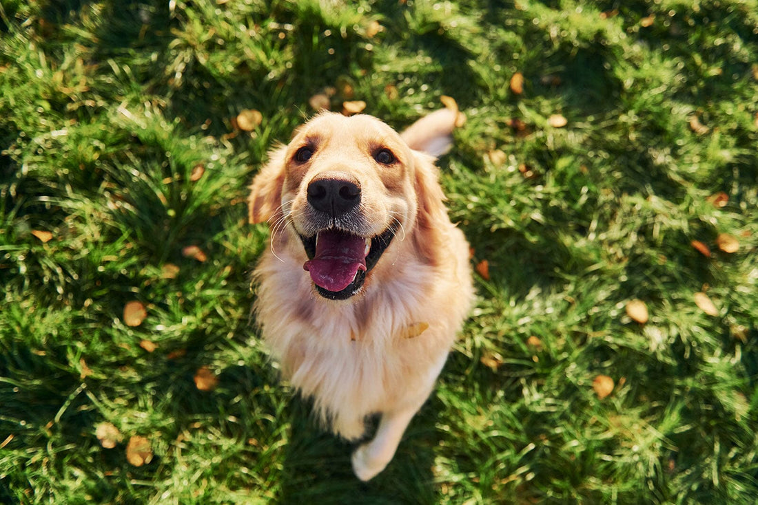 5 Amazing Benefits of Salmon Oil for Dogs