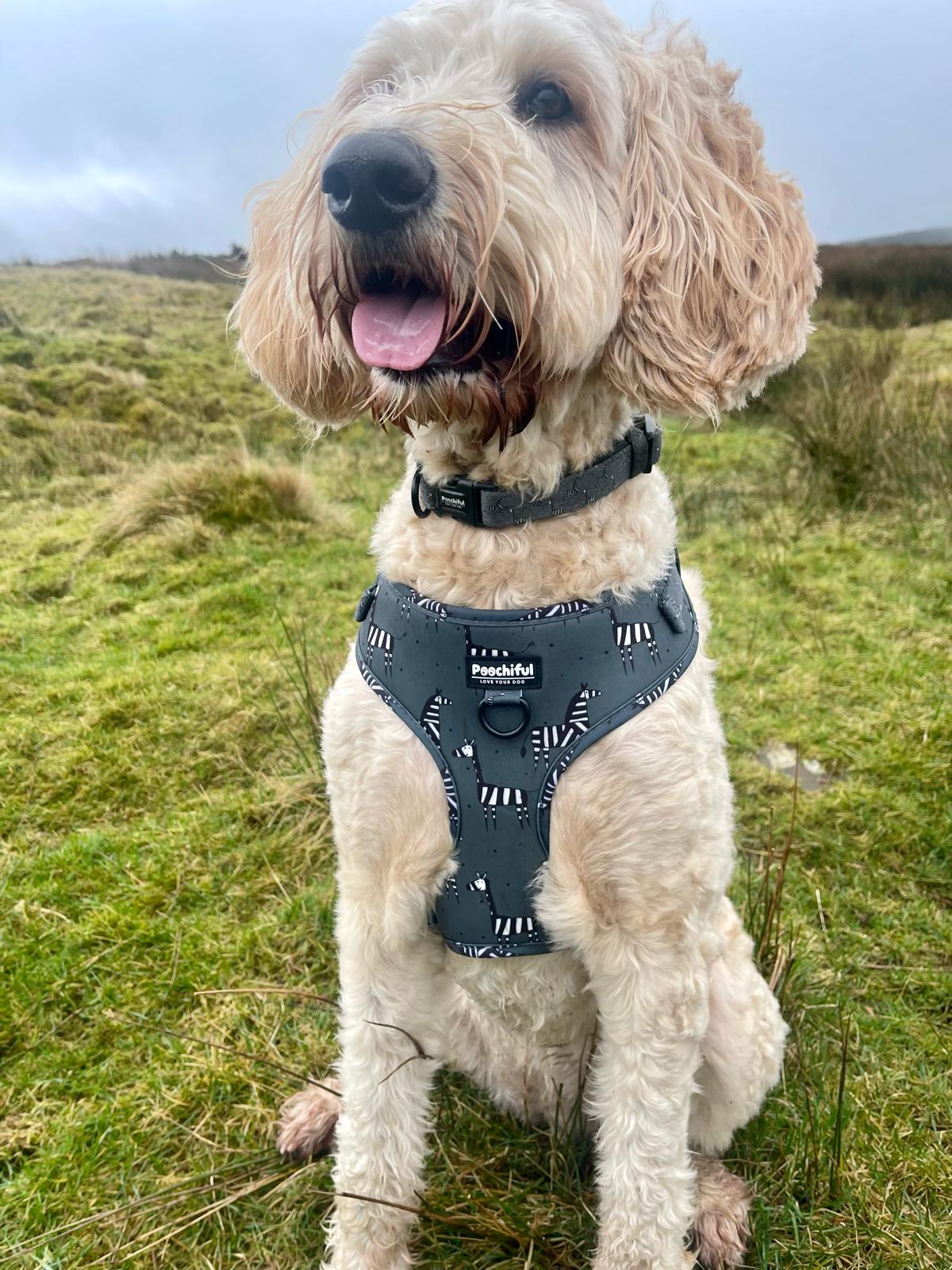 Dog Lead - Zee Zee Zebra Green Edition