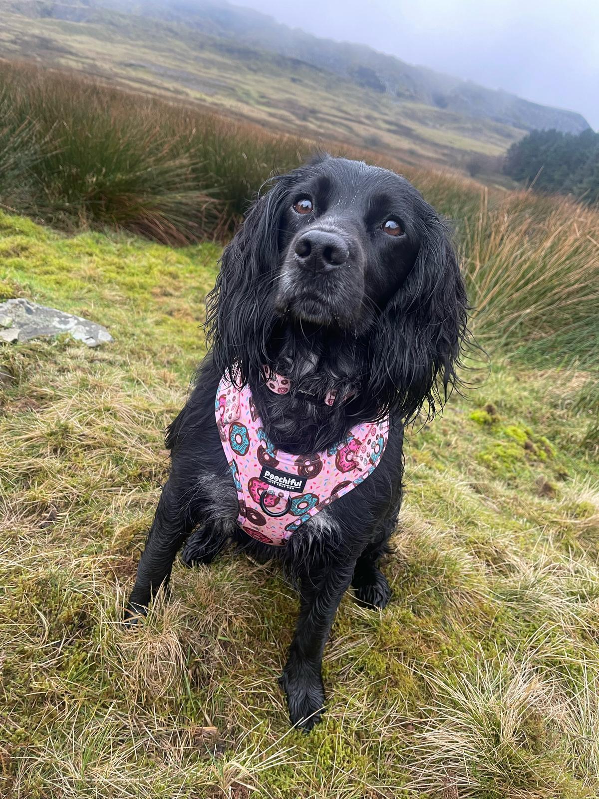 Black spaniel on a hillside wearing the Delicious Donut harness