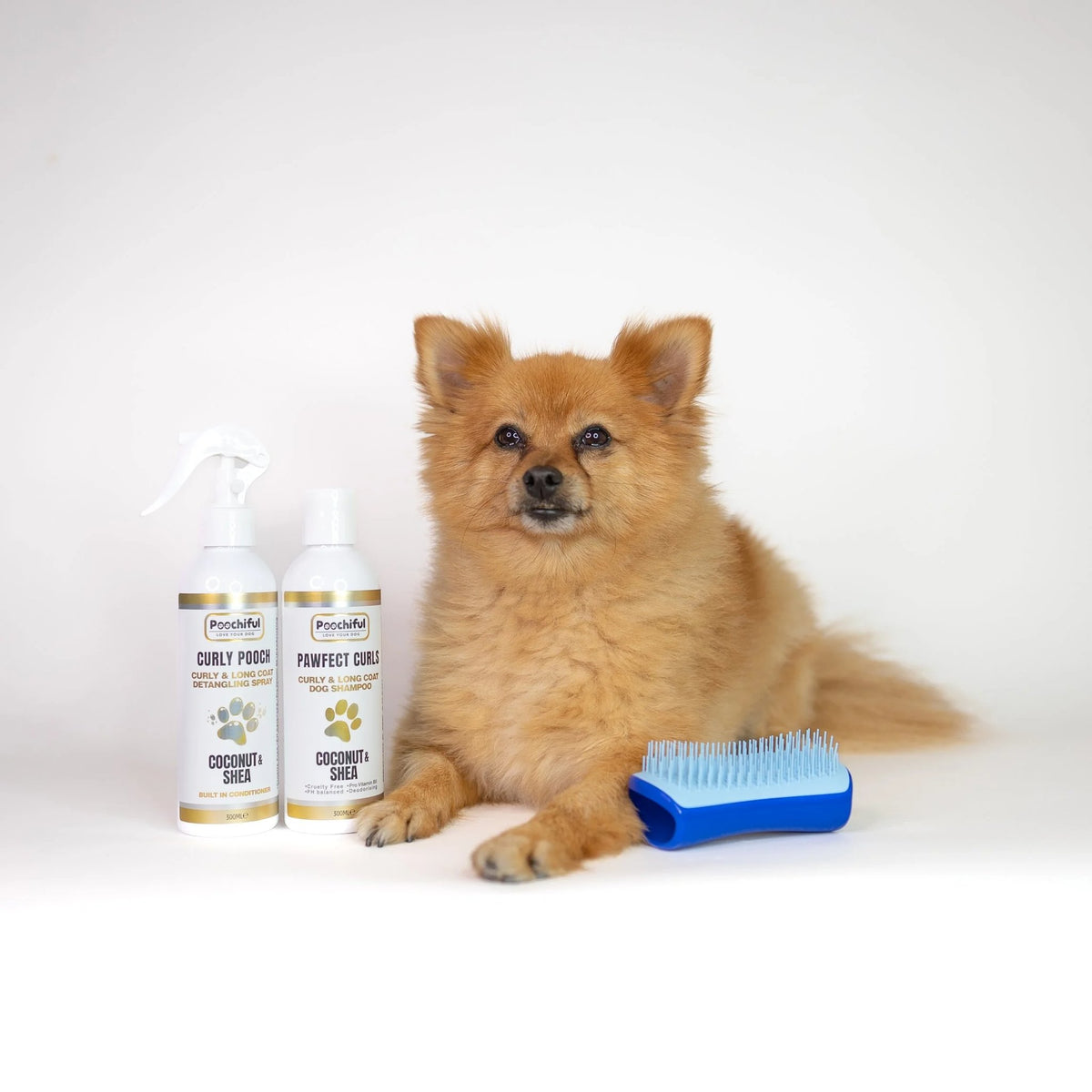 Pomeranian with Poochiful Curly Pooch detangling spray and Pawfect Curls Coconut & Shea dog shampoo
