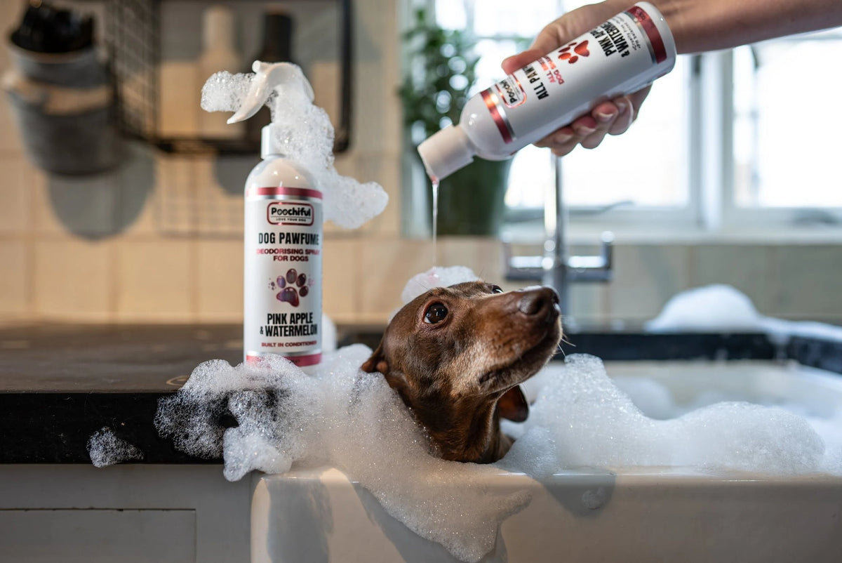 Dachshund in a bubble bath with Poochiful Dog Pawfume spray and All Pawpose Pink Apple & Watermelon dog shampoo