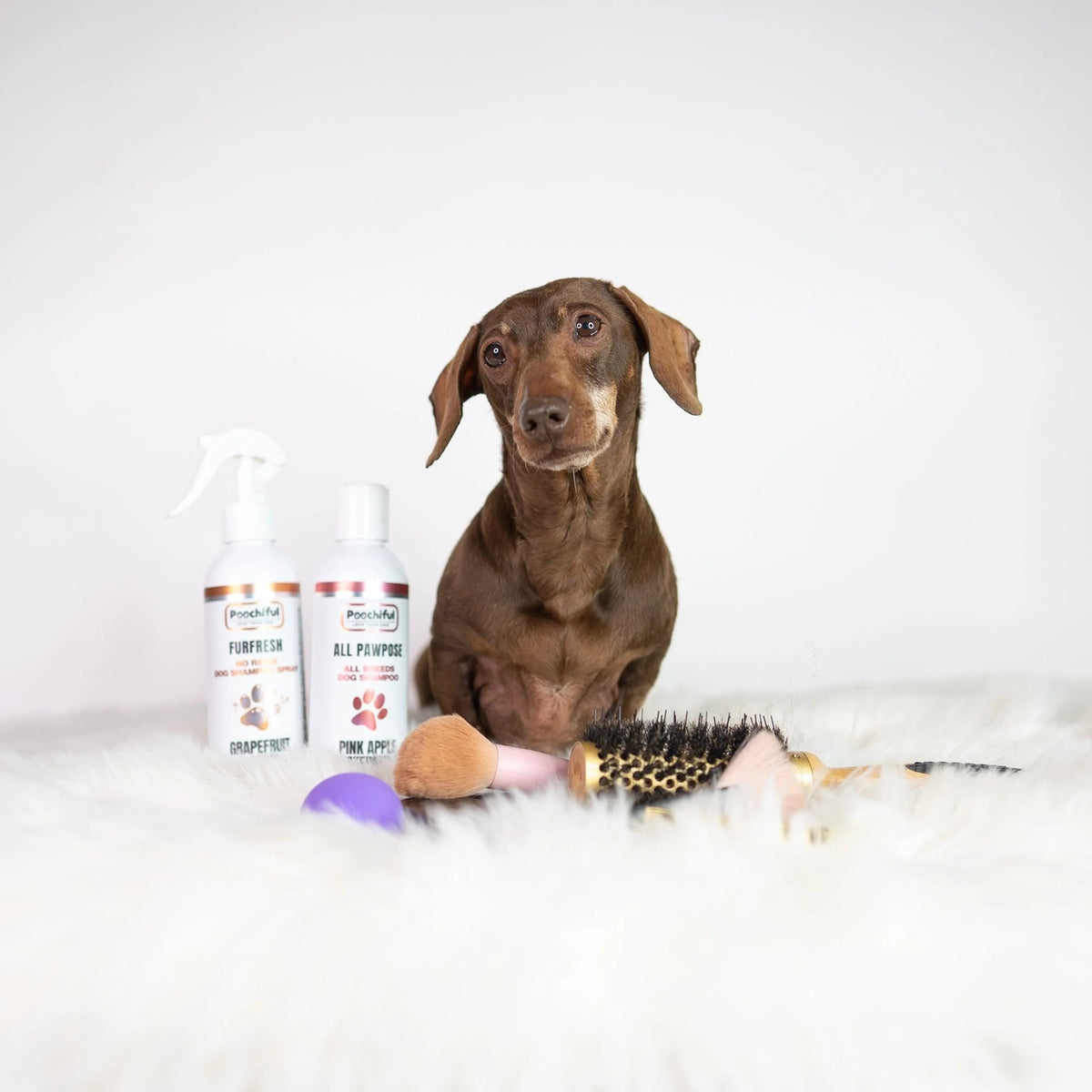 Dachshund with Poochiful Fur Fresh no-rinse spray and All Pawpose Pink Apple & Watermelon dog shampoo