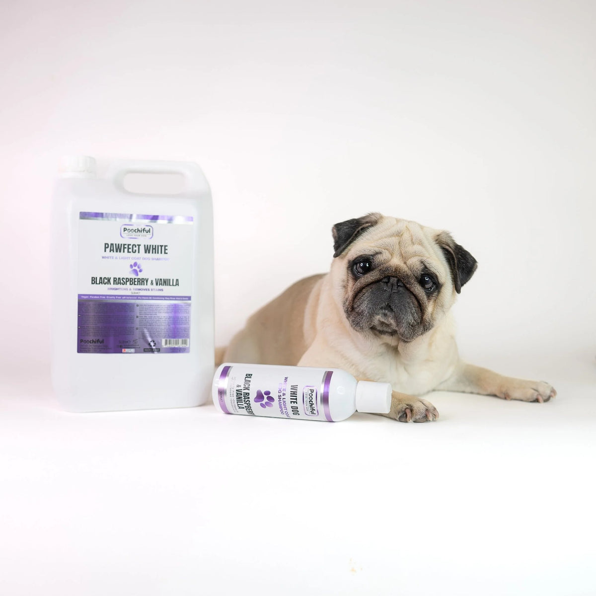 Pug with Poochiful Pawfect White Black Raspberry & Vanilla dog shampoo in 5L and 500ml bottles