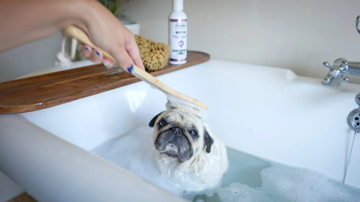 Pug enjoying bath time with Poochiful Pawfect White dog shampoo on the bath shelf