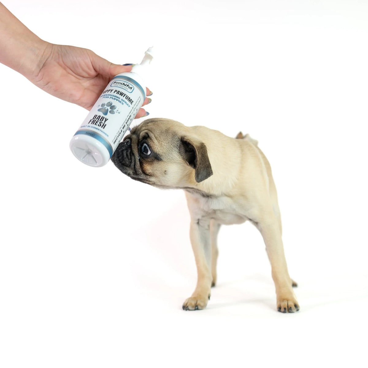 Pug puppy sniffing Poochiful Puppy Pawfume Baby Fresh deodorising spray