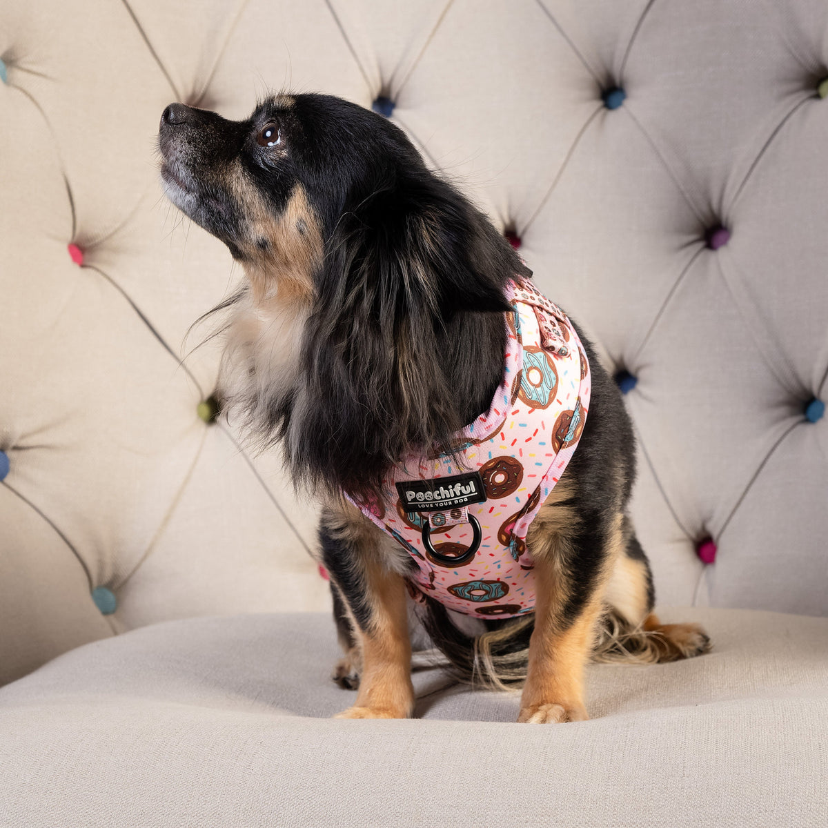 Small dog on a chesterfield wearing the Delicious Donut harness