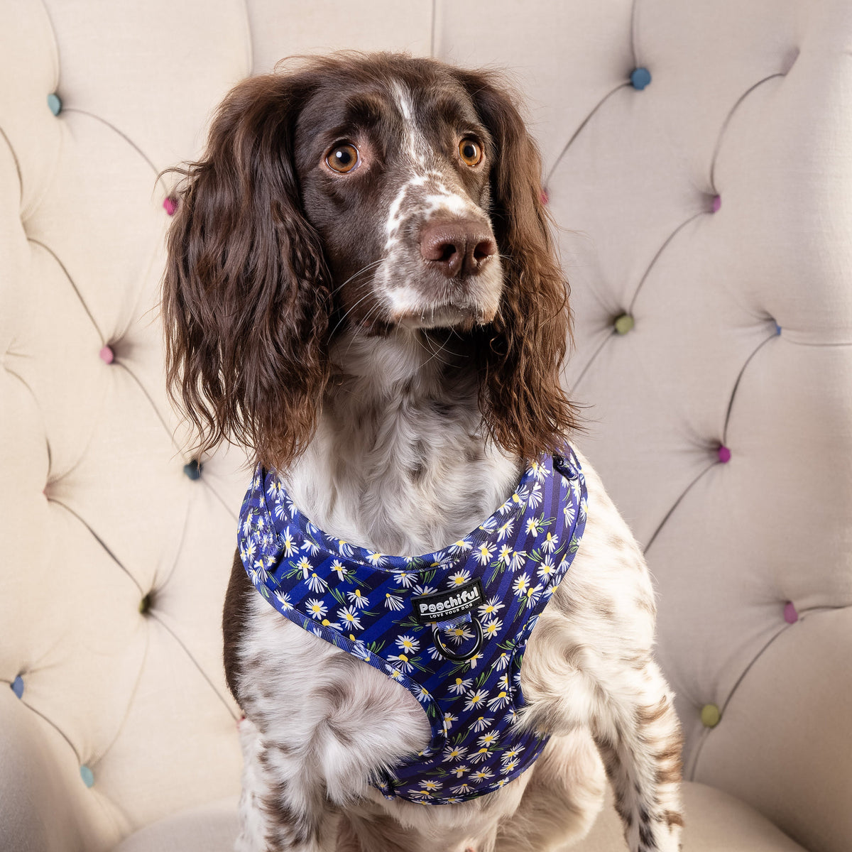 Springer spaniel on a chesterfield wearing the Daisy Delight harness